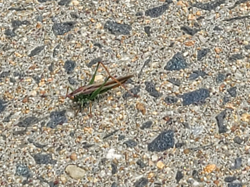 State Park «Constitution Beach», reviews and photos, 799 Bennington St, Boston, MA 02128, USA