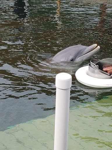 Recreation «Dolphins Plus Oceanside», reviews and photos, 31 Corinne Pl, Key Largo, FL 33037, USA