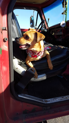 Pet Supply Store «PetSmart», reviews and photos, 150 E Blackstock Rd a, Spartanburg, SC 29301, USA