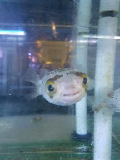 Tropical Fish Store «The Fish Store», reviews and photos, 2050 Chamblee Tucker Rd, Chamblee, GA 30341, USA
