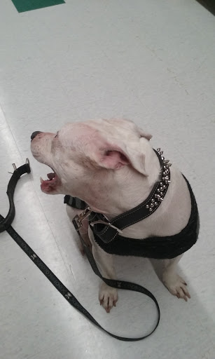 Pet Supply Store «Pet Supplies Plus», reviews and photos, 2500 S Main St, Rice Lake, WI 54868, USA