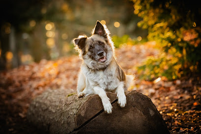 Fuzzy Butt Pet Photography