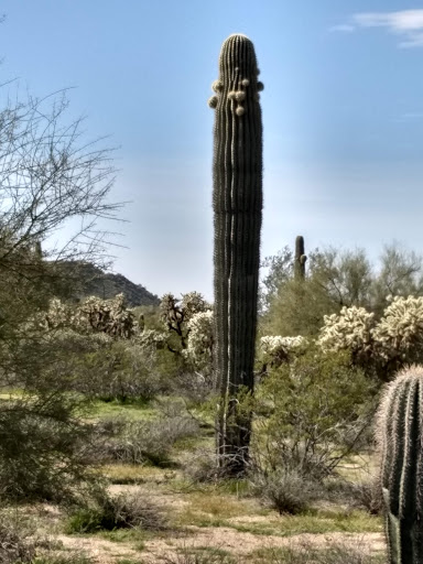 Nature Preserve «Desert Arroyo Park», reviews and photos, 9320 E McKellips Rd, Mesa, AZ 85207, USA