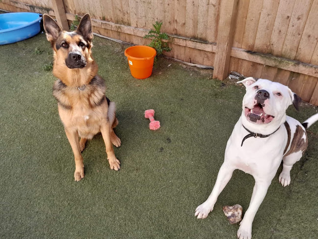 Reviews of Misfits Raw Feed & Doggy Day Care Preston in Preston - Shop