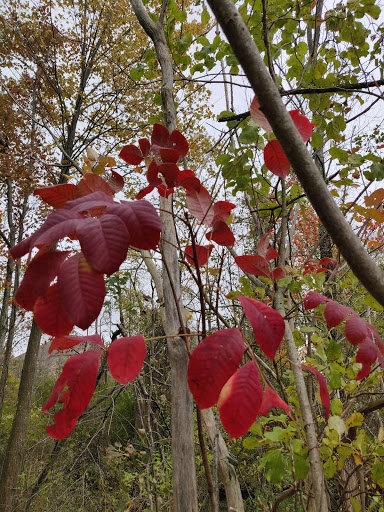 Nature Preserve «Jackson Bog State Nature Preserve», reviews and photos, 7984 Fulton Dr NW, Massillon, OH 44646, USA