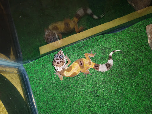 Pet Supply Store «Pet Supplies Plus», reviews and photos, 254 S Illinois Ave, Oak Ridge, TN 37830, USA