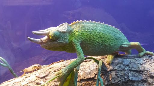 Pet Store «Forever Pets Inc», reviews and photos, 1030 Basse Rd, San Antonio, TX 78212, USA