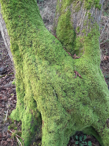 Park «Lewis Park», reviews and photos, 1120 15th Ave S, Seattle, WA 98144, USA