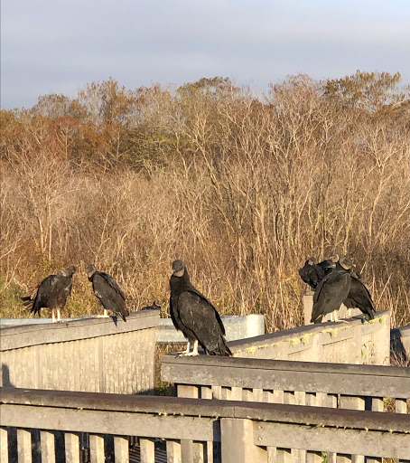 Tourist Attraction «Black Bear Wilderness Trailhead», reviews and photos, 5298 Michigan Ave, Sanford, FL 32771, USA