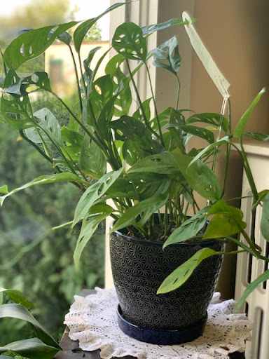 Florist «Park Place Florist and Garden Center», reviews and photos, 72 Park St, Rutland, VT 05701, USA