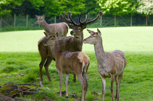 Wildpark Düsseldorf Grafenberg unter Düsseldorf, 