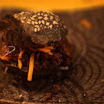 Photo n°7 de l'avis de Fridolin.a fait le 15/10/2023 à 21:01 sur le  masons Restaurant Kaiserslautern à Kaiserslautern