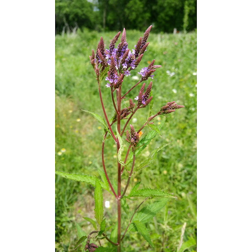 Nature Preserve «Southwood Nature Preserve», reviews and photos, 2651 Holloway Ave E, North St Paul, MN 55109, USA