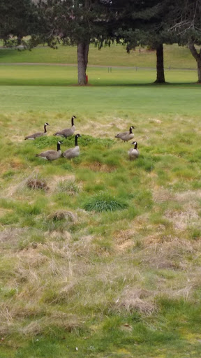Public Golf Course «Riverbend Golf Complex», reviews and photos, 2019 W Meeker St, Kent, WA 98032, USA