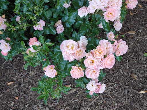 Park «Poplar Tree Park», reviews and photos, 4718 Stringfellow Rd, Fairfax, VA 22030, USA