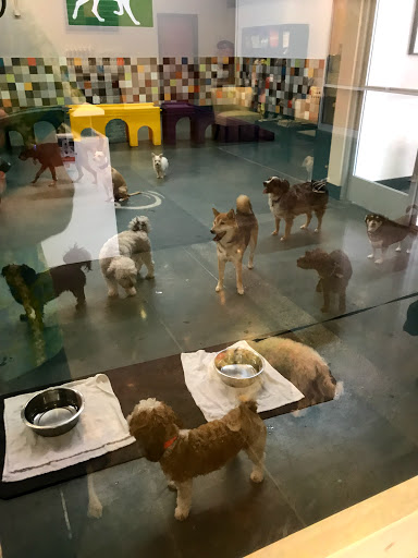 Dog day care San Diego