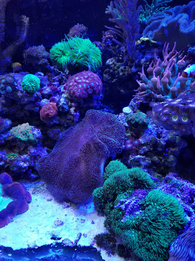 Tropical Fish Store «Barrier Reef Aquariums», reviews and photos, 1717 NE 44th St # A, Renton, WA 98056, USA