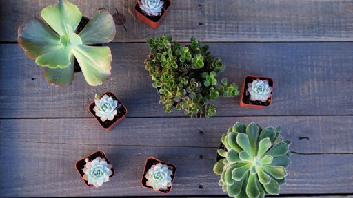 Flowers by Nancy, too!, 1208 Ranch Rd 620 S, Lakeway, TX 78734, USA, 