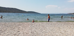 Amphilochia east photo #6