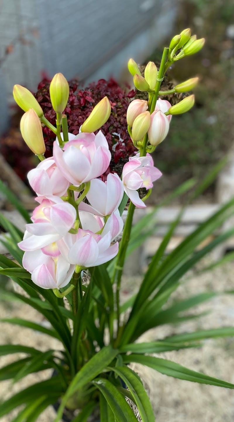 花の小野