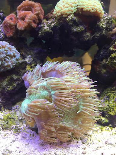 Pet Store «Coral Sea Fish and Pets», reviews and photos, 118 N Gaston Ave, Somerville, NJ 08876, USA