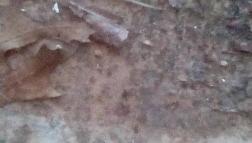 General Contractor «Southeast Restoration of Canton», reviews and photos, 120 Mountain Brook Dr, Canton, GA 30115, USA