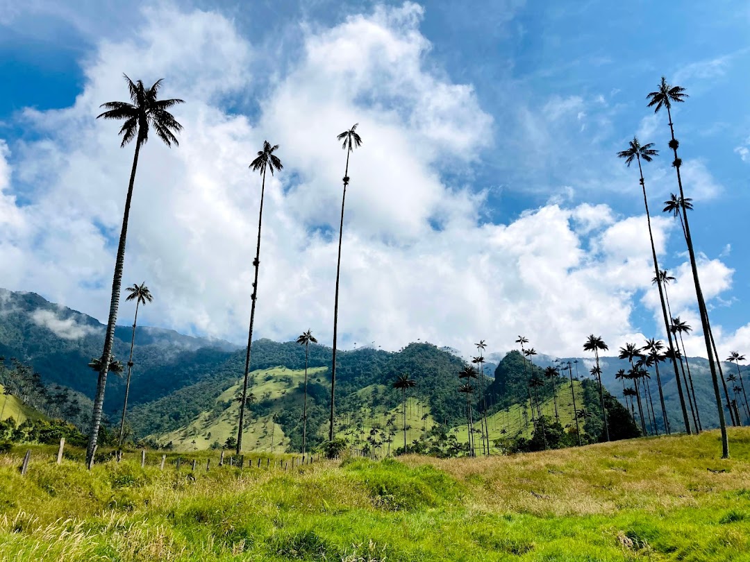 El Bosque de Las Palmas