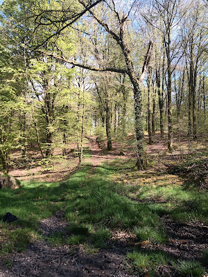 Forêt de Loudéac - Croisée du Parc aux Chevaux à La Motte