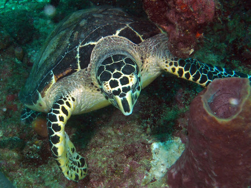 Dive Shop «Dive Shop Kissimmee», reviews and photos, 4916 W Irlo Bronson Memorial Hwy, Kissimmee, FL 34746, USA