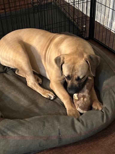 Pets Love & Happiness