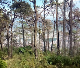 Los Pinos, De La Sierra photo