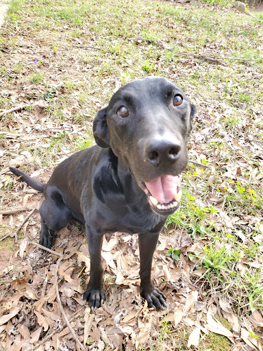 Pet Supply Store «PetSmart», reviews and photos, 1810 Cumming Hwy, Canton, GA 30114, USA