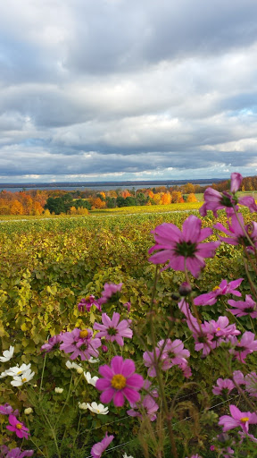 Winery «Brys Estate Vineyard», reviews and photos, 3309 Blue Water Rd, Traverse City, MI 49686, USA