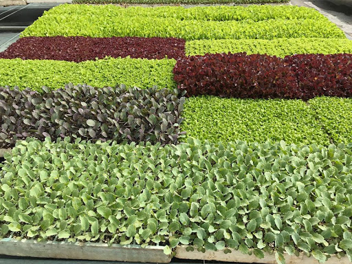 Semilleros Sardina S.A.T.