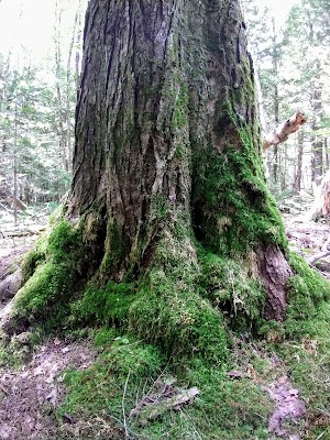 Pratts Brook Park - photo 27
