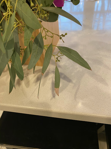 Florist «Cindys Flower Shop», reviews and photos, 1138 Cherry Rd, Rock Hill, SC 29732, USA