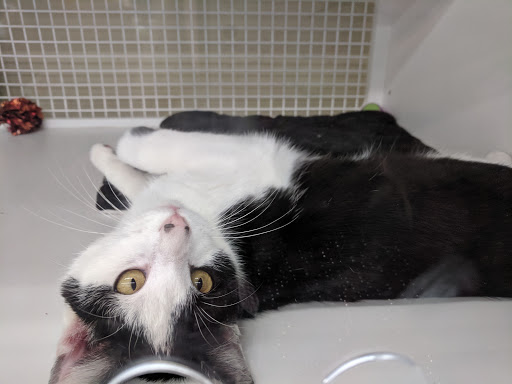 Pet Supply Store «Petco Animal Supplies», reviews and photos, 1680 Campbell Ln, Bowling Green, KY 42104, USA