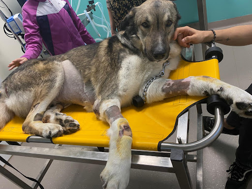 Pensioni per cani e dog hotel a Clinica Veterinaria Arca Group