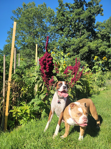 Park «Endicott Park (Town of Danvers)», reviews and photos, 57 Forest St, Danvers, MA 01923, USA