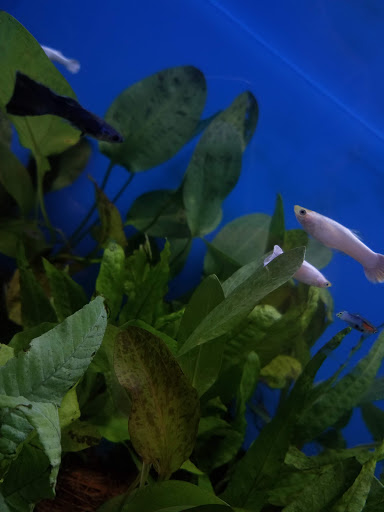 Pet Supply Store «Petco Animal Supplies», reviews and photos, 35 Fort Eddy Rd, Concord, NH 03301, USA