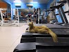 Trenazhornyy Zal " Rusich " Logo, Sal'Sk, Russia, Gym