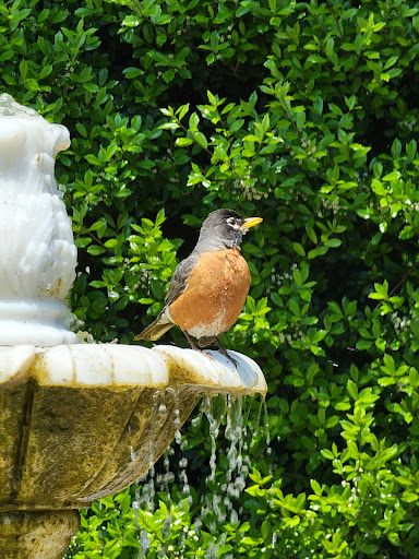 Historical Landmark «Robert Mills House and Gardens», reviews and photos, 1616 Blanding St, Columbia, SC 29201, USA