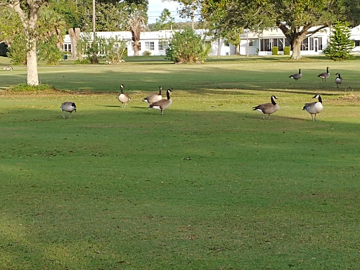 Public Golf Course «Mainlands Golf Course», reviews and photos, 9445 Mainlands Blvd W, Pinellas Park, FL 33782, USA