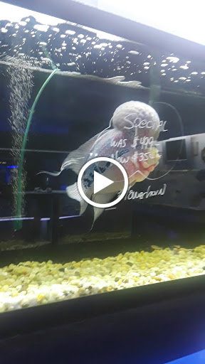Aquarium «Fish Collection Inc», reviews and photos, 1609 NE 163rd St, North Miami Beach, FL 33162, USA