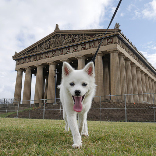 Park «Centennial Park», reviews and photos, 2500 West End Ave, Nashville, TN 37203, USA