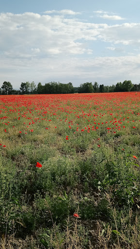 Azienda Agricola Gambaro Paolo e Pietro S. S.