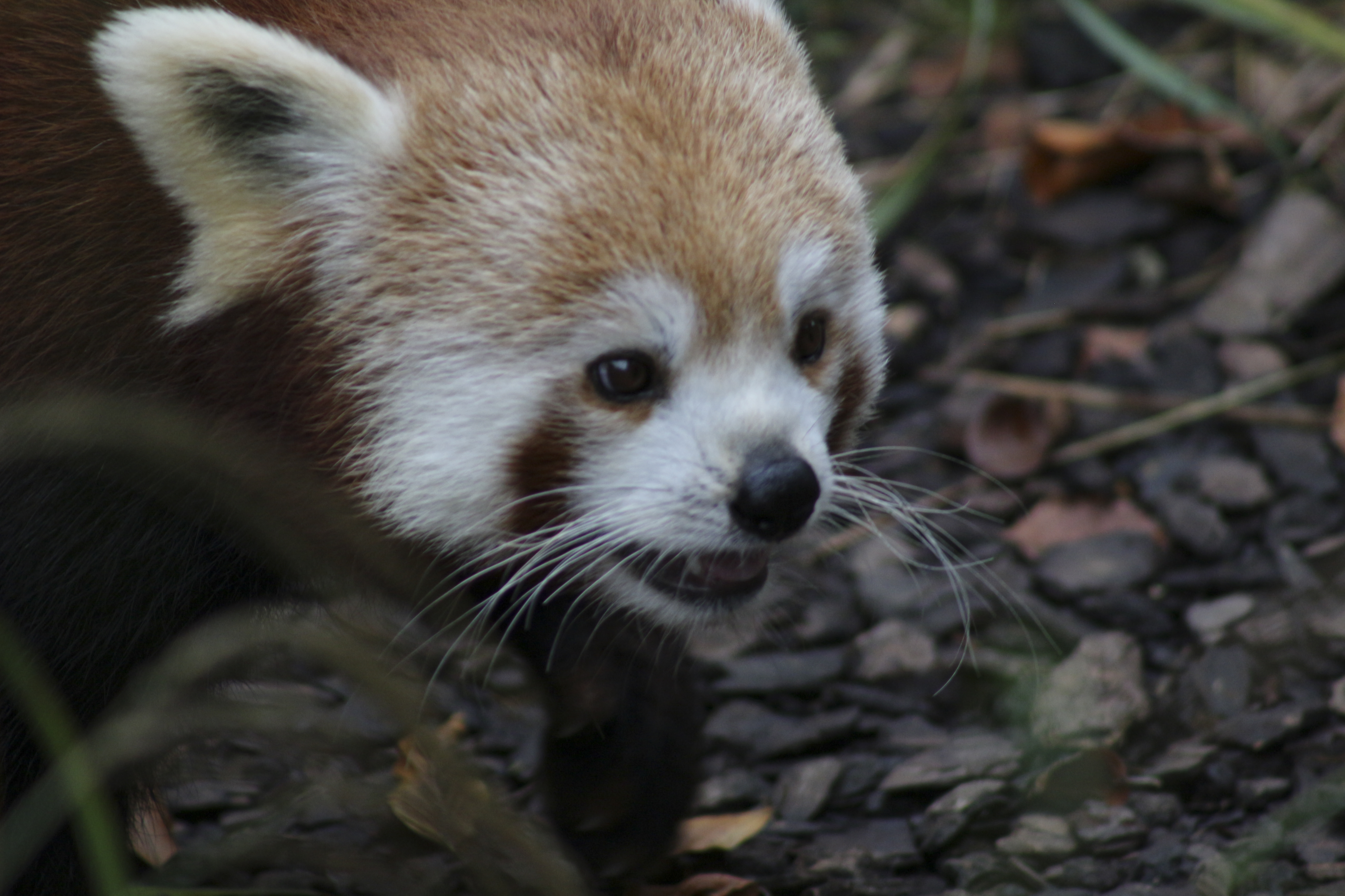 Photo n° 35 de l'avis de Laurent. fait le 05/08/2022 à 12:06