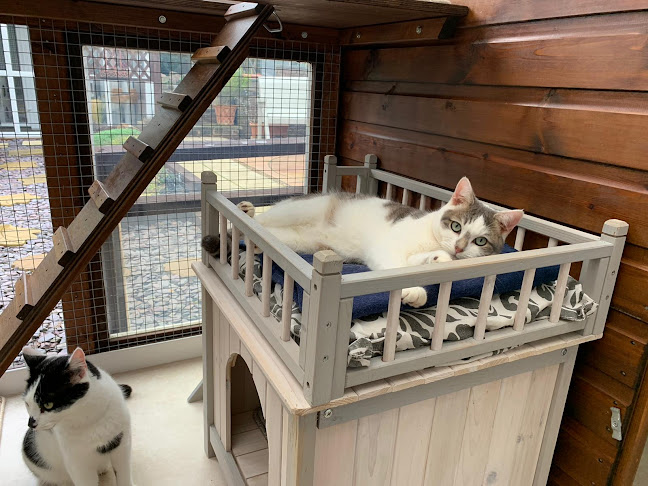 The Haven Luxury Cat Hotel - Leicester