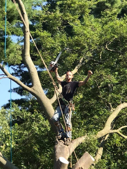 All American Professional Tree Service