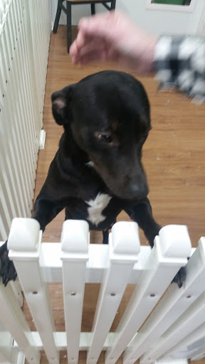 Pet Store «Pets Plus - Lansdale», reviews and photos, 555 S Broad St, Lansdale, PA 19446, USA